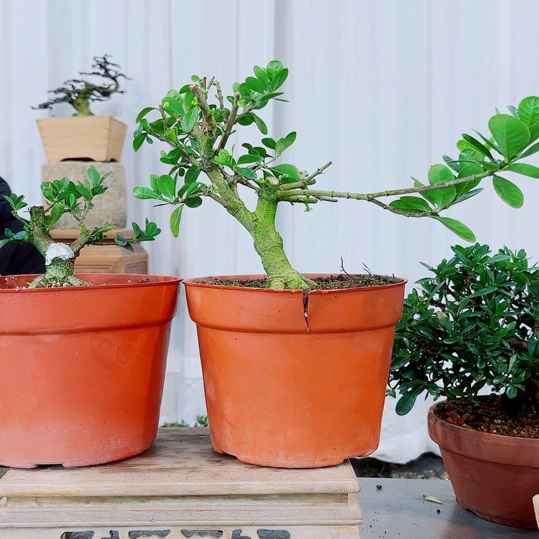 然***儿皓月栀子花花花花