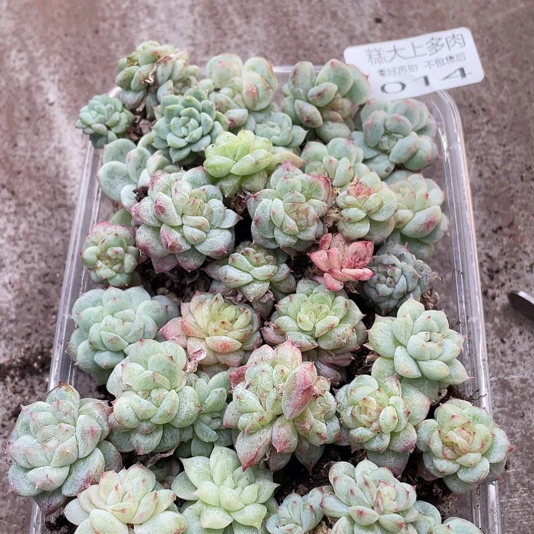 糕大上多肉植物14
