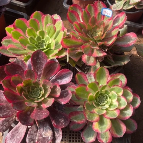 743多肉植物组合