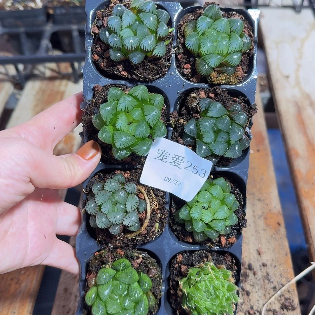 直播福利一物一拍253