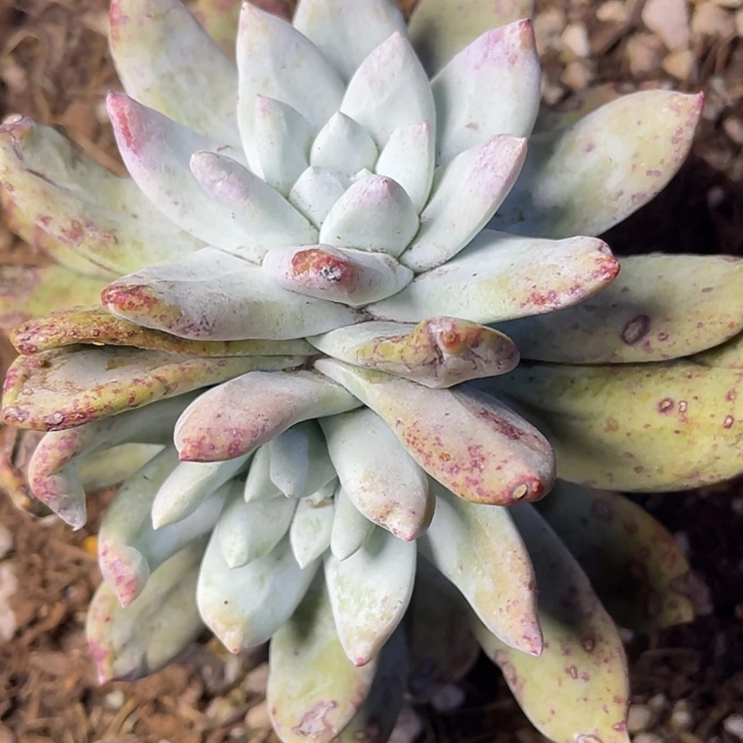 【闪购商品】红拇指双头