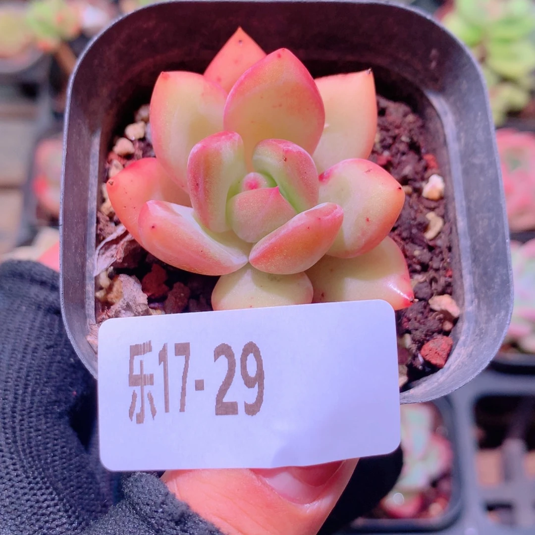 乐然17-29 香槟单头