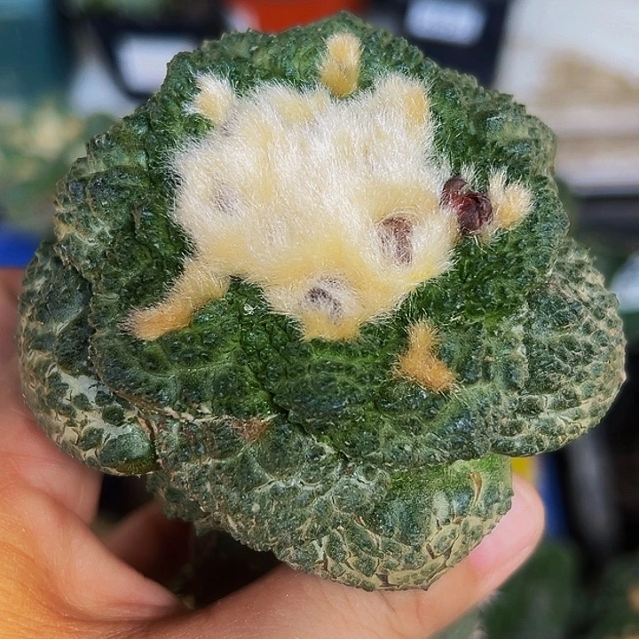 无花朵大尤哥怒牡丹879