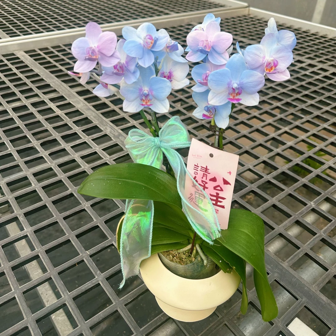 【马卡龙小蓝色妖姬）】（蓝色）活体工艺喷色易养蝴蝶兰花卉耐热