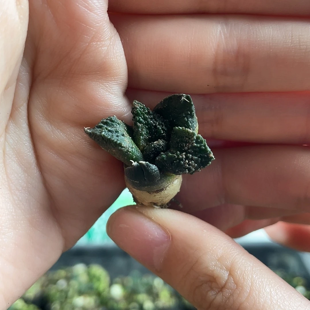 2cm实生炸尤哥斯拉好基因