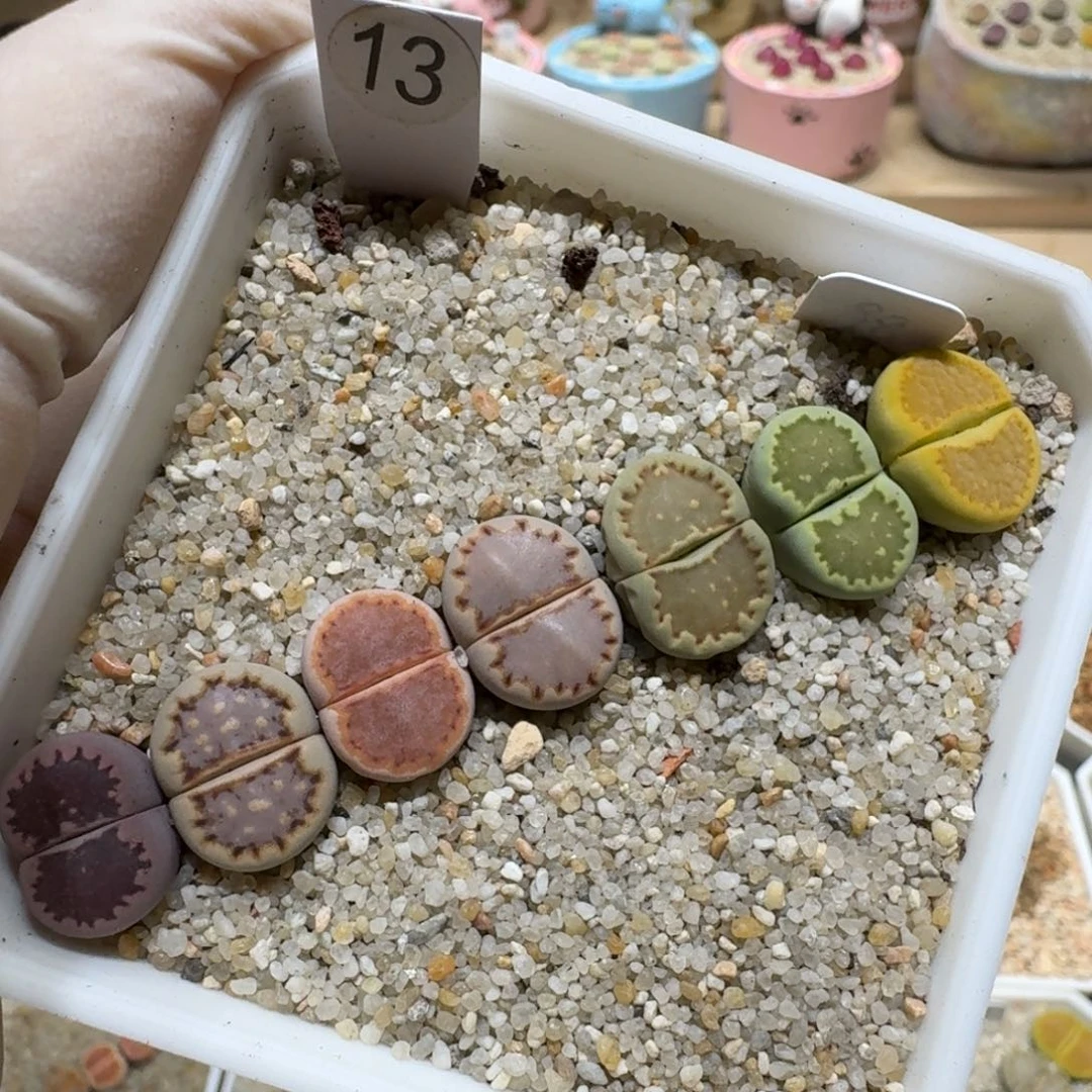 乳****0610-13饼干饼干