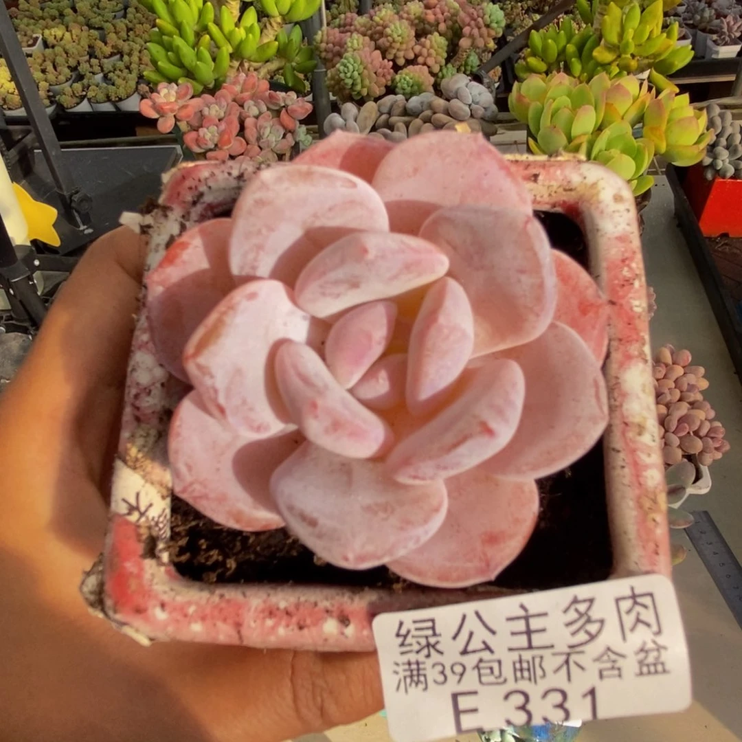 331冰糕多肉肉5cm