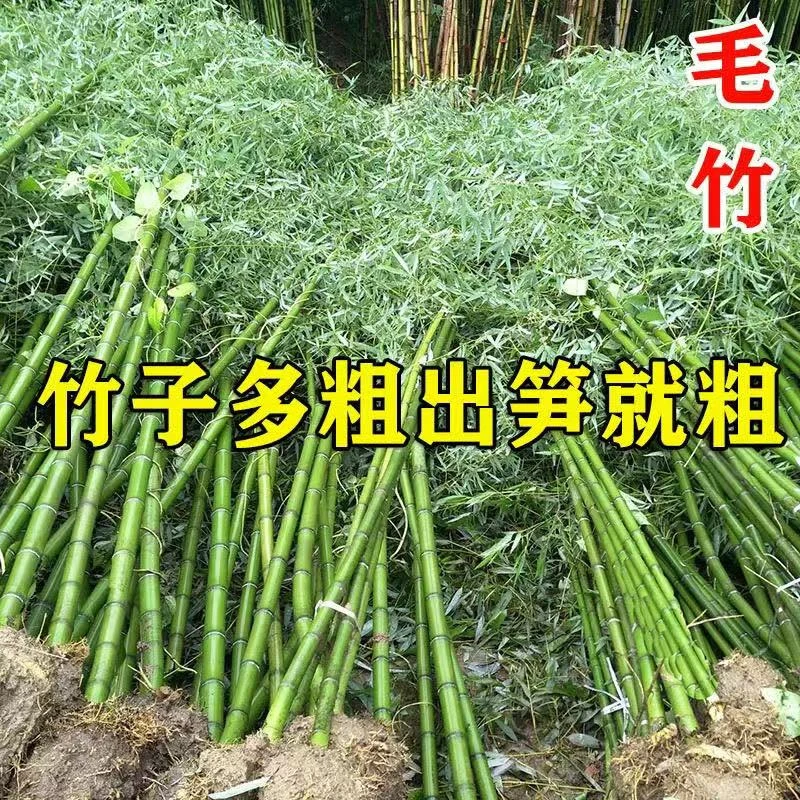 大型楠竹竹子苗四季常青食用竹笋苗耐寒植物荒山造林毛竹苗种植