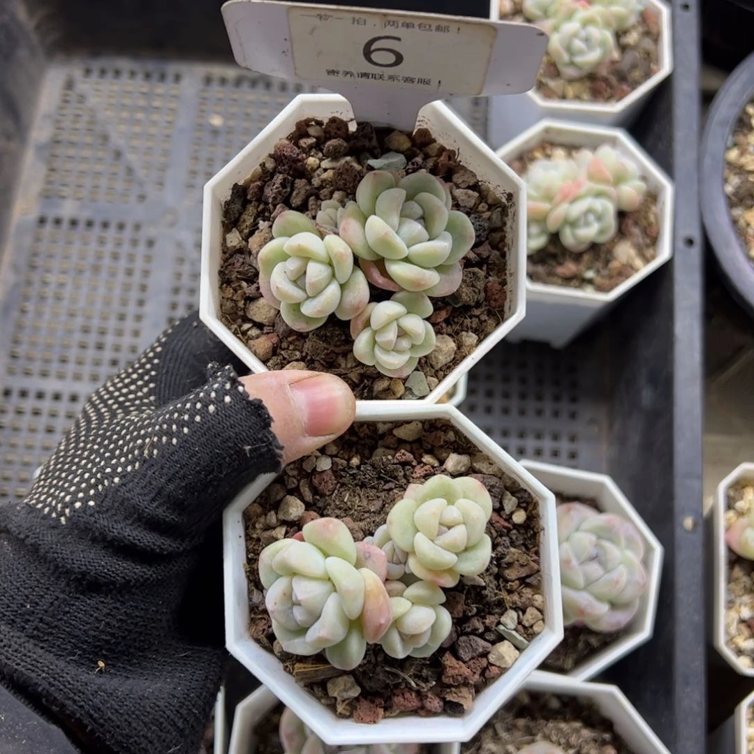 红陶雾*6号多肉植物