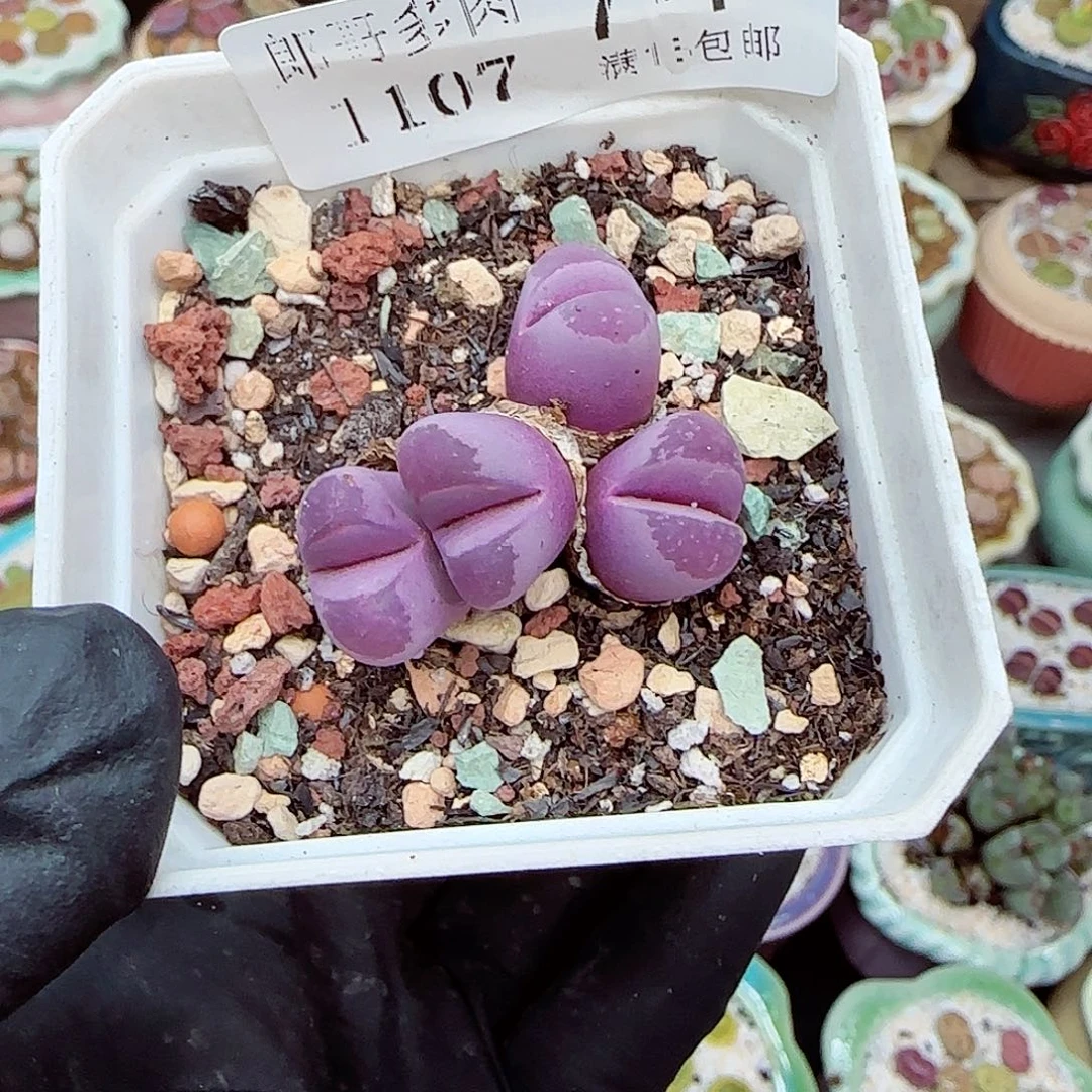 生石花满18包邮1107-74