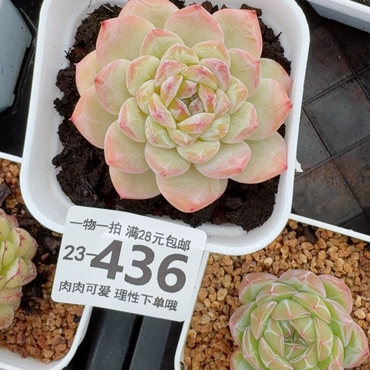 冰魄无盆土发货无盆土发货