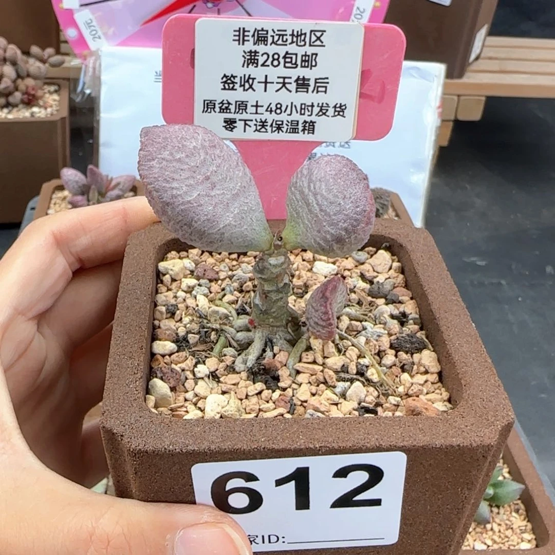 612实生多肉植物