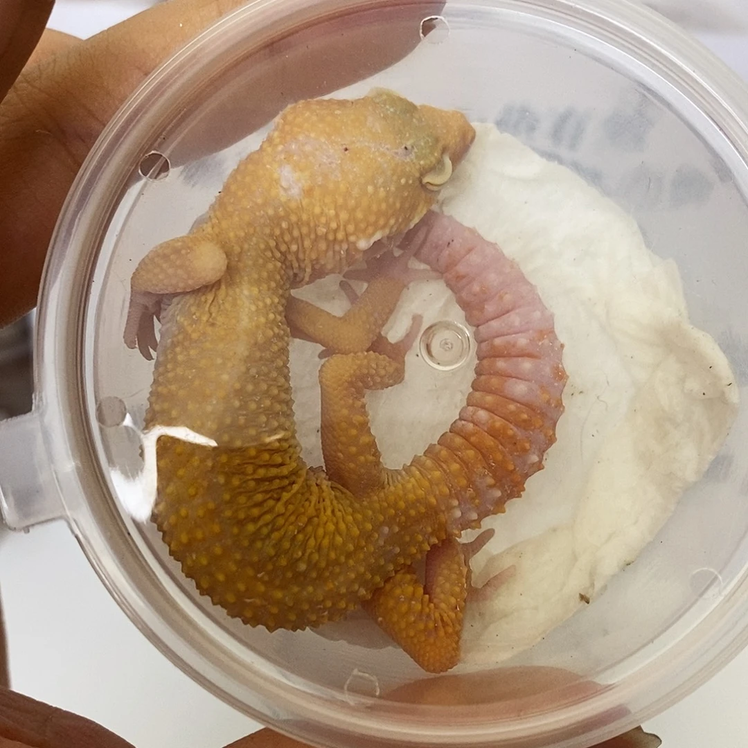 豹纹守宫豹纹守宫