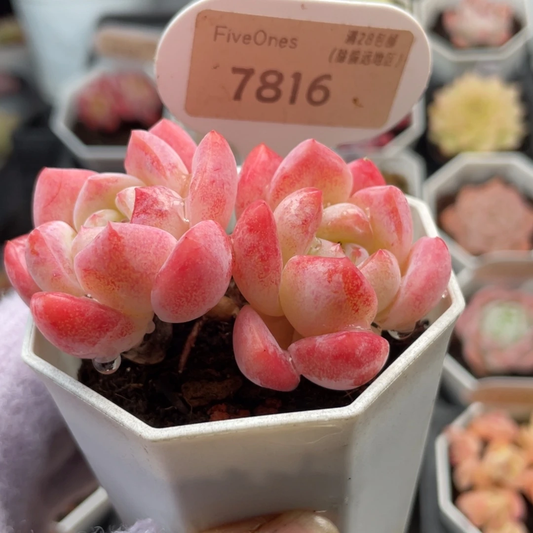 心心糖7816-6.0厘米