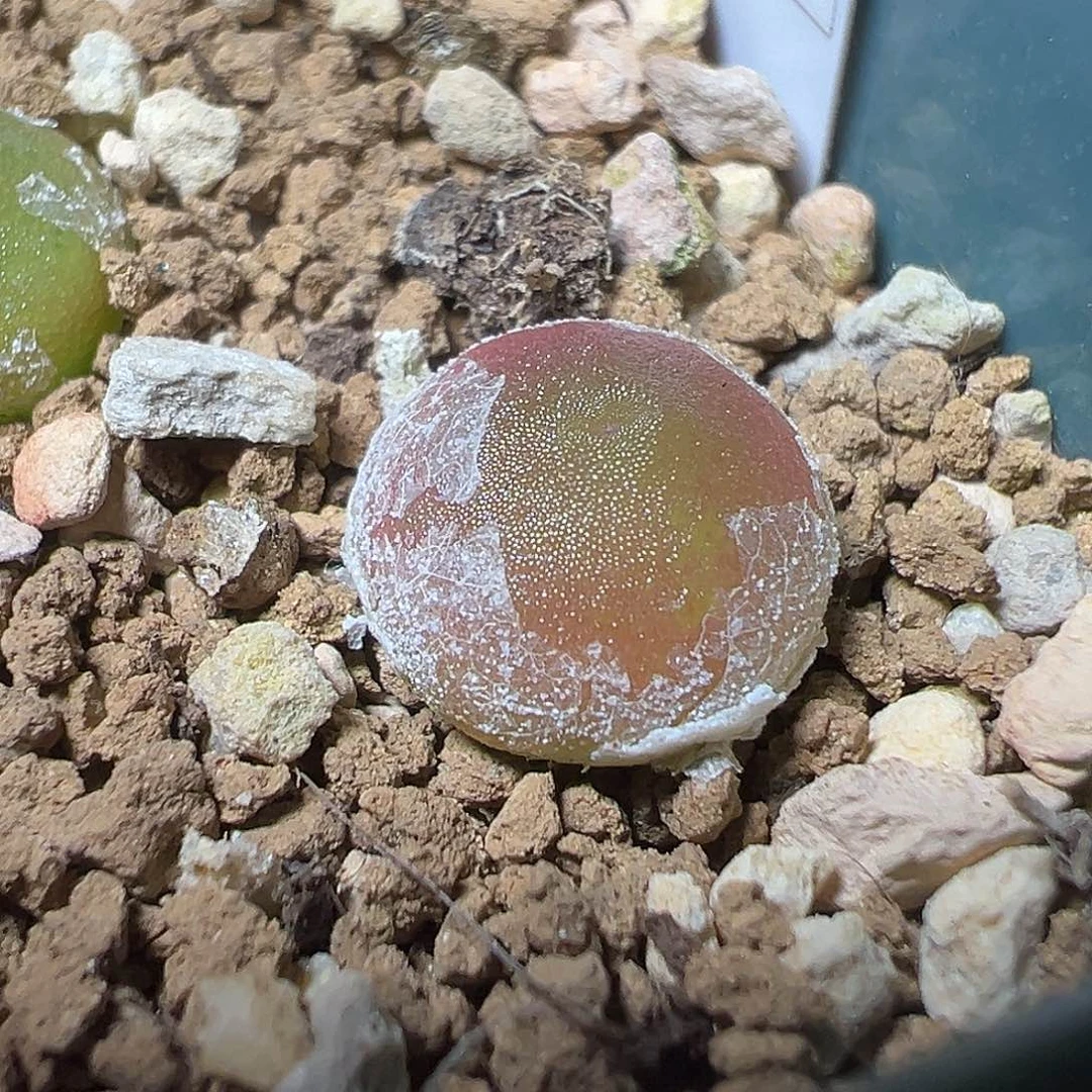 1.1cm 五年 哈默灯泡