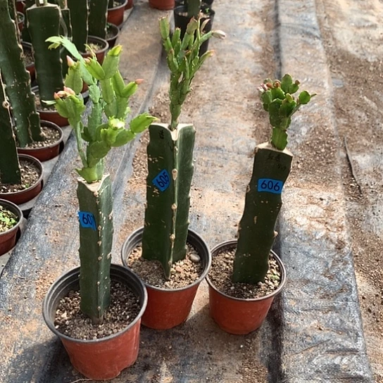 605+606+607嫁接蟹爪兰：三颗花