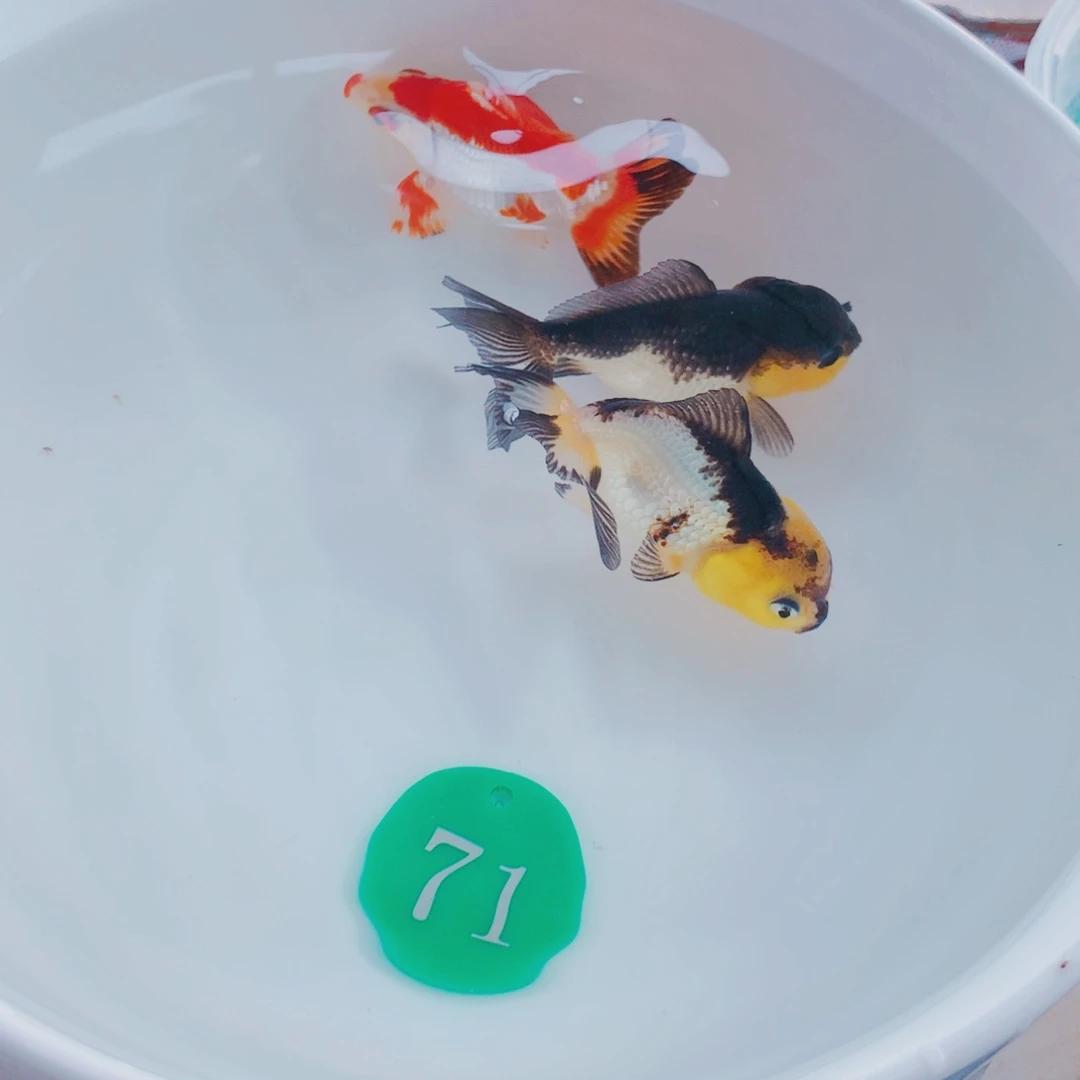 金鱼111111111111111111