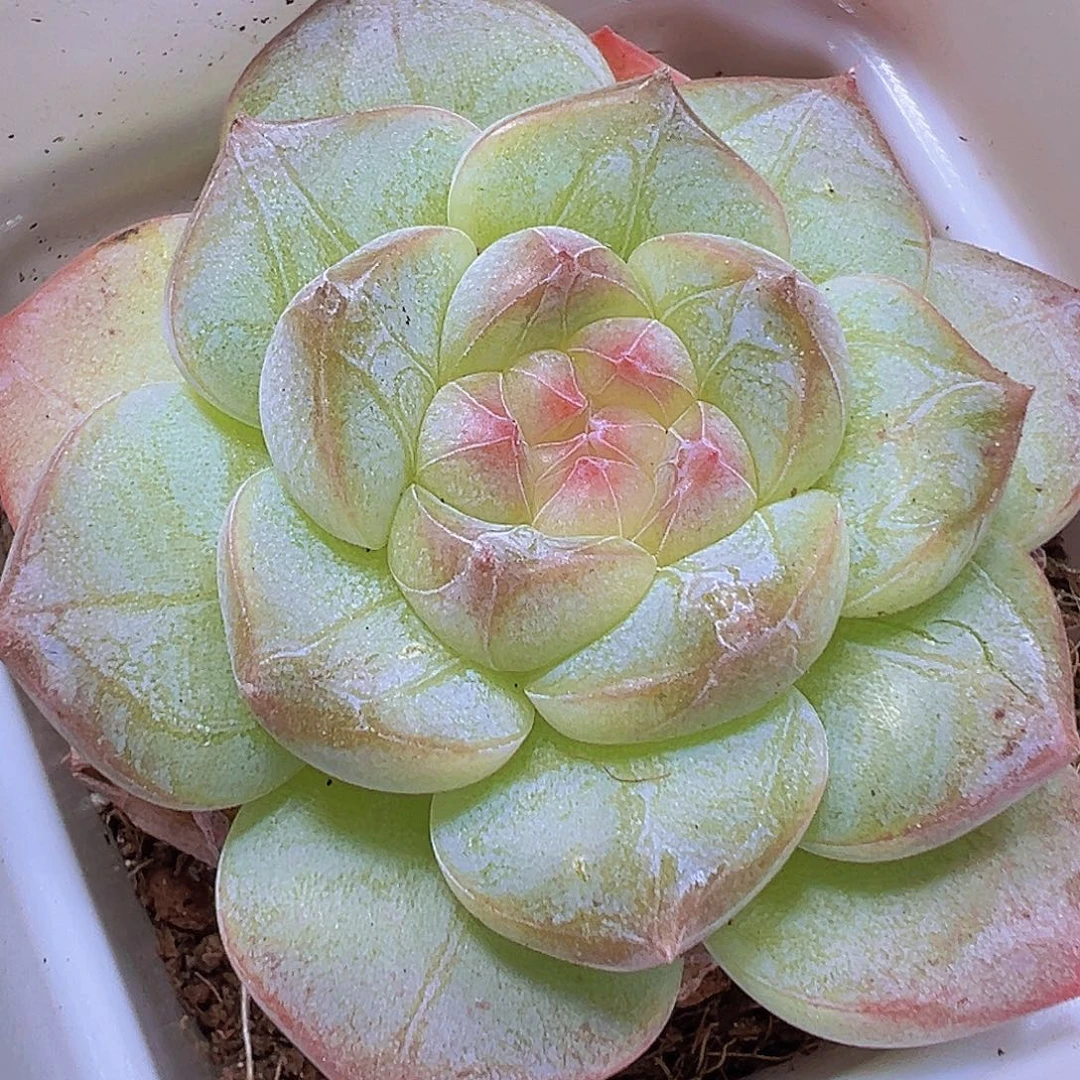 星纹珍妮19包邮多肉