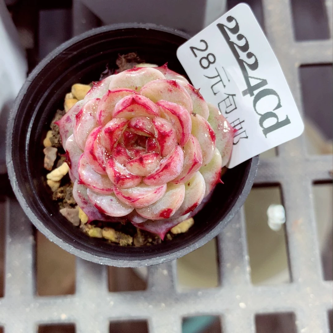 5厘米盆精控多肉2224