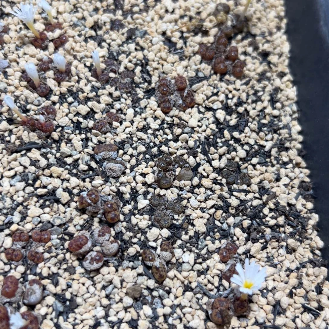 7-02量拍m026勋章一颗