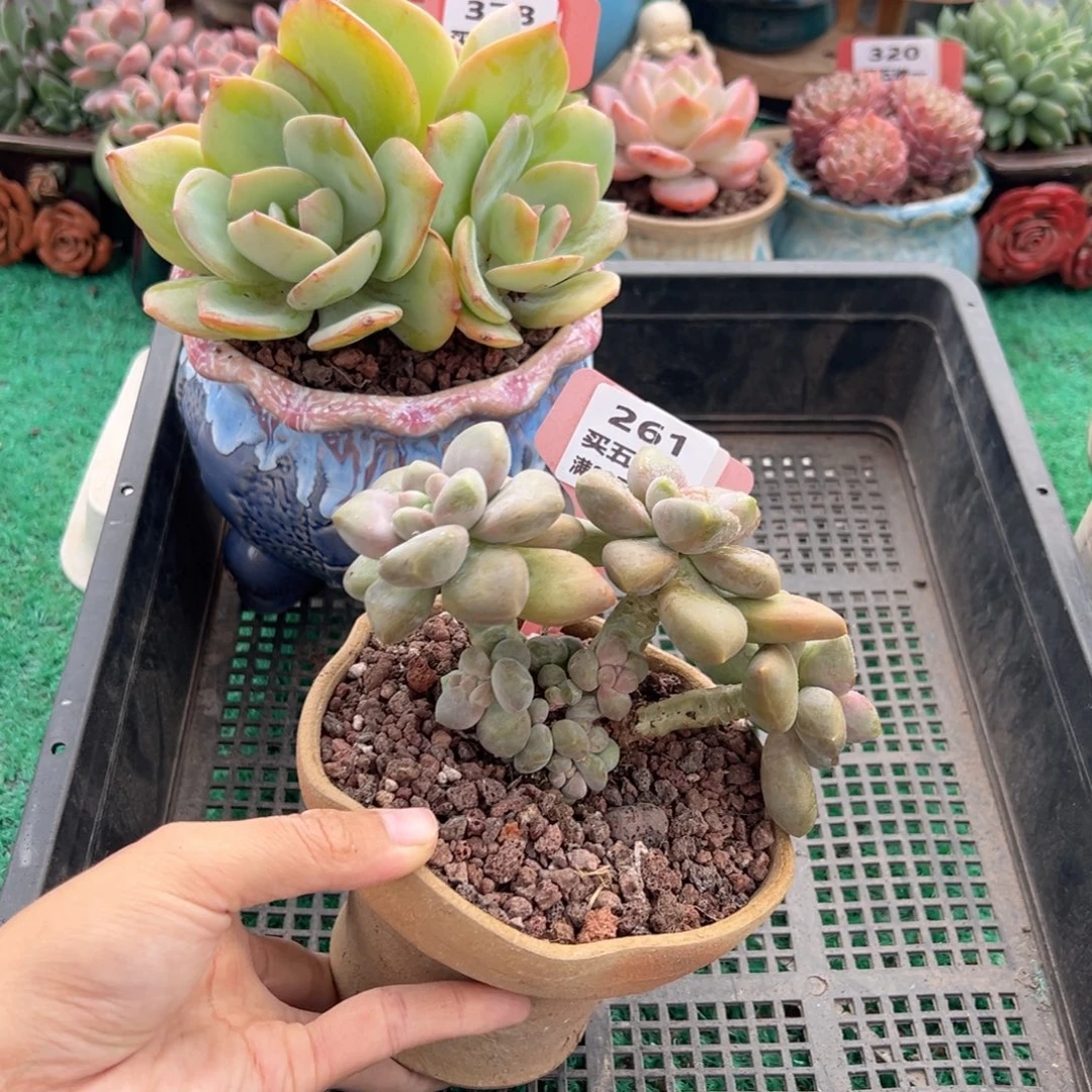 表妹精品多肉植物261.