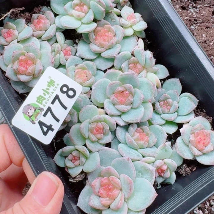 唐***糖多肉植物多肉植物