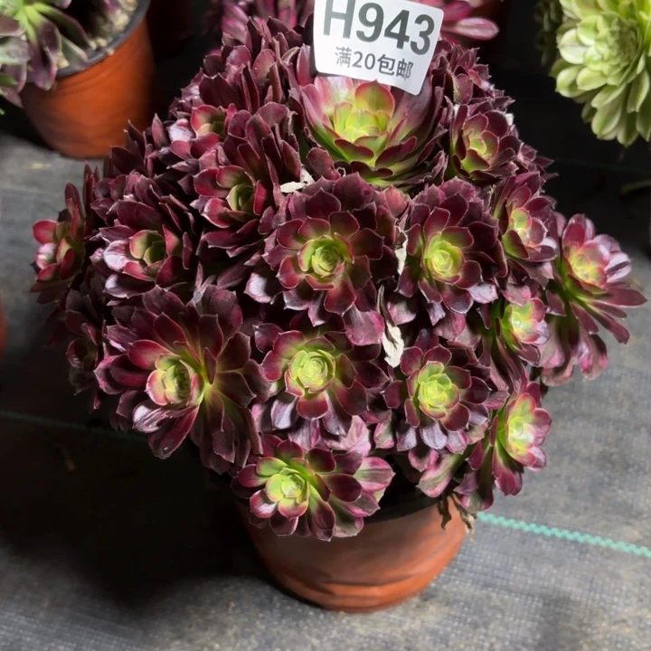 瑞妈一物一拍943