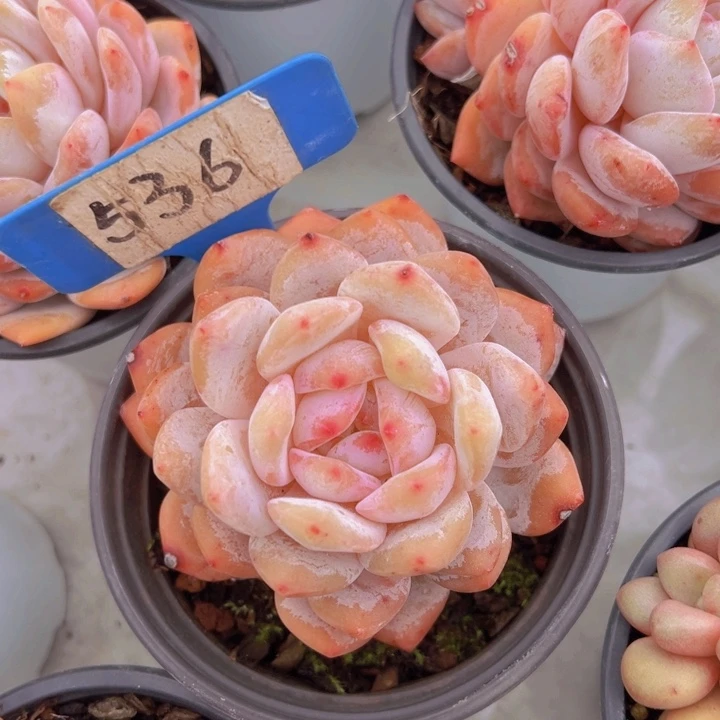 健健康康平平安安