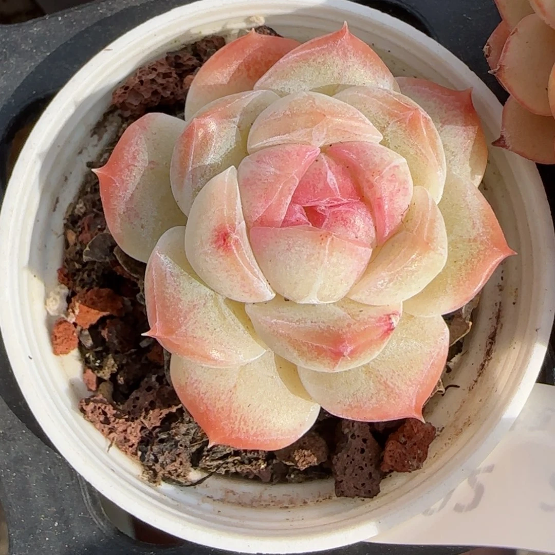 花语逸境0222-102