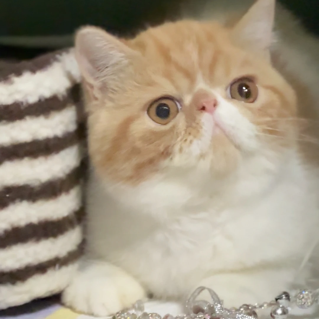 MODEL CAT 加菲猫波斯猫 红虎斑白加菲猫公 金灿灿