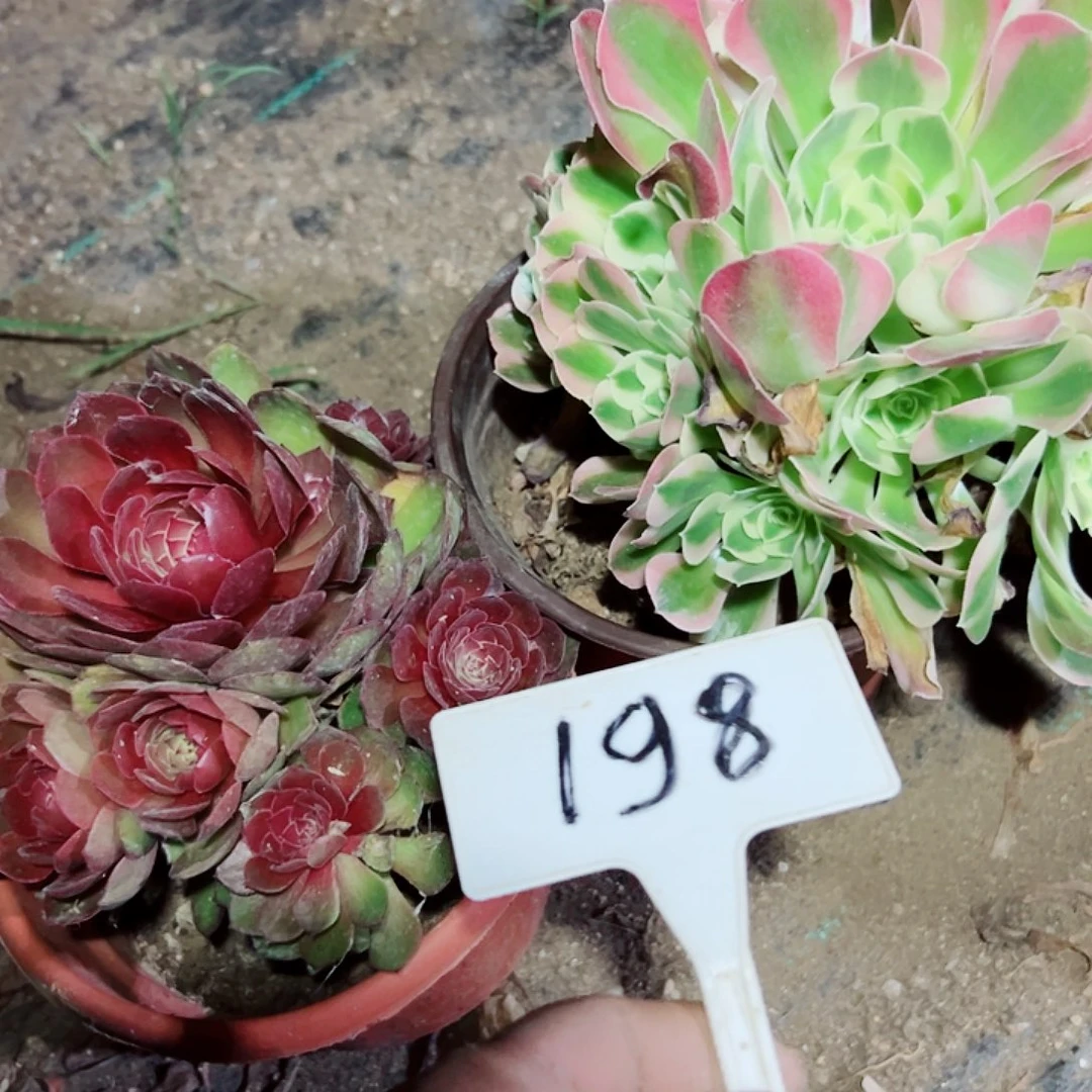 多肉植物组合2个不同