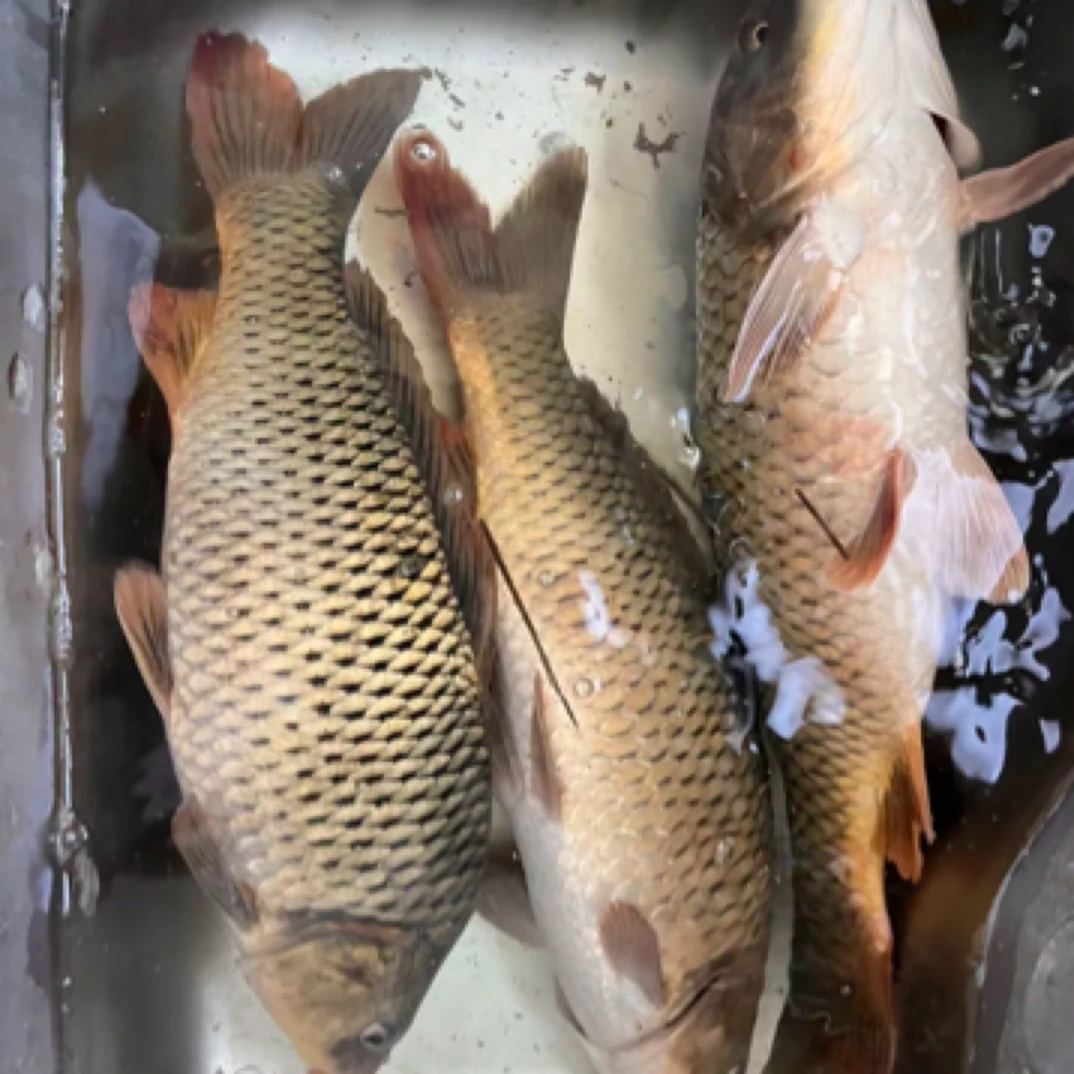 福利款鲤鱼 五元一斤 买五斤送五斤 活鱼现杀速冻后发货斩杀后损耗20%