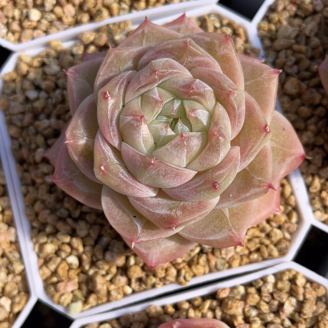 优选奶芙珍妮多肉538