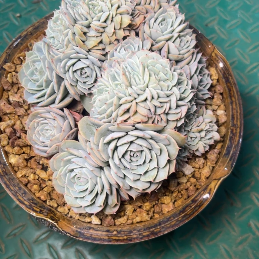 慢****去雪域蓝巴黎缀，一物一拍