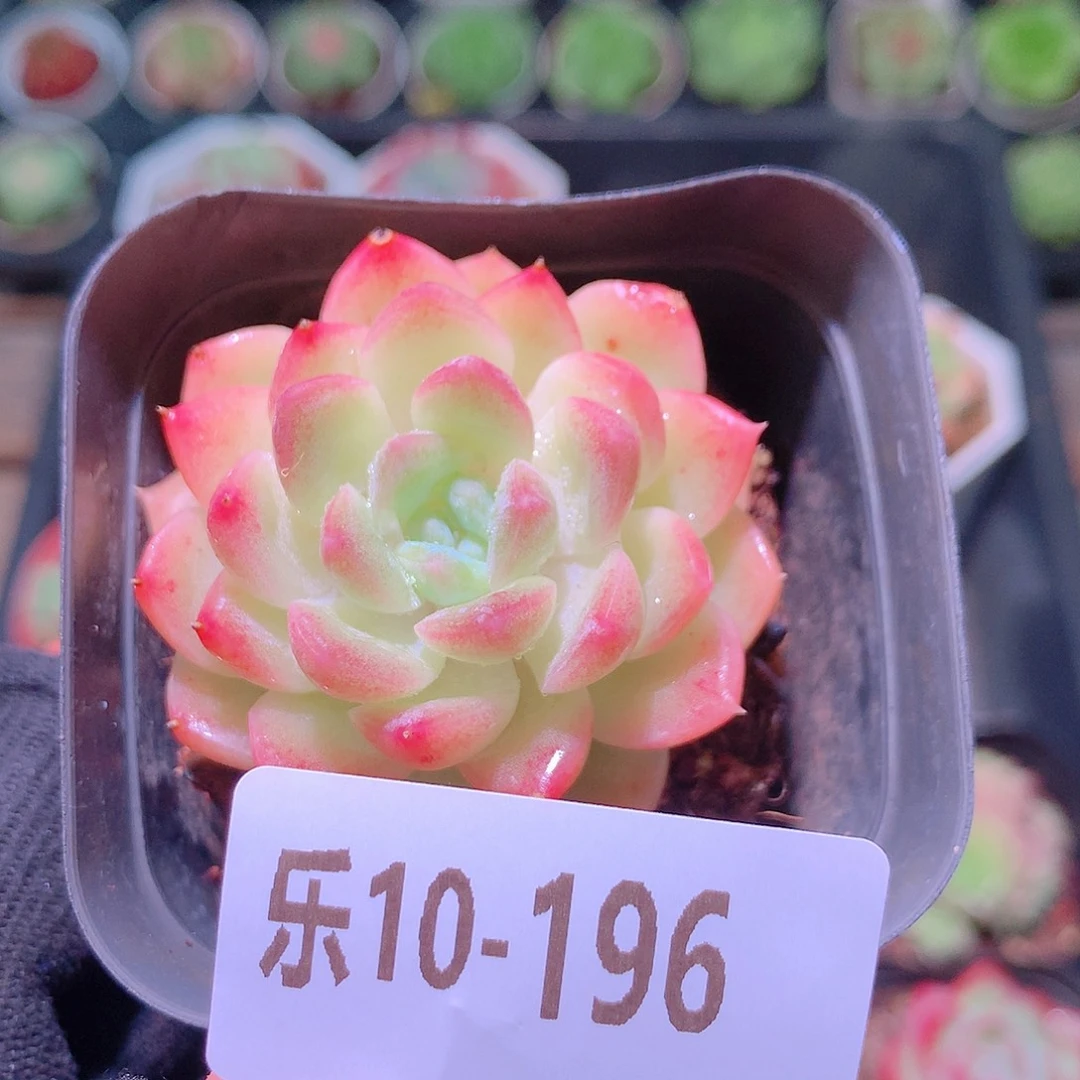 乐然10-196 新品单头