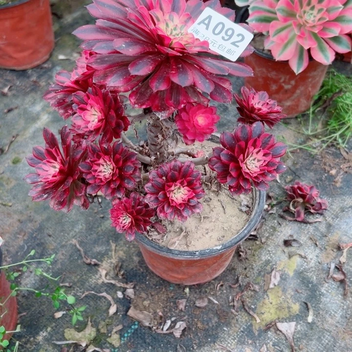 92黑铜锦多肉植物的