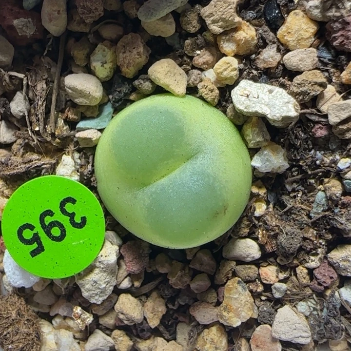 拉登1.4+多肉植物395