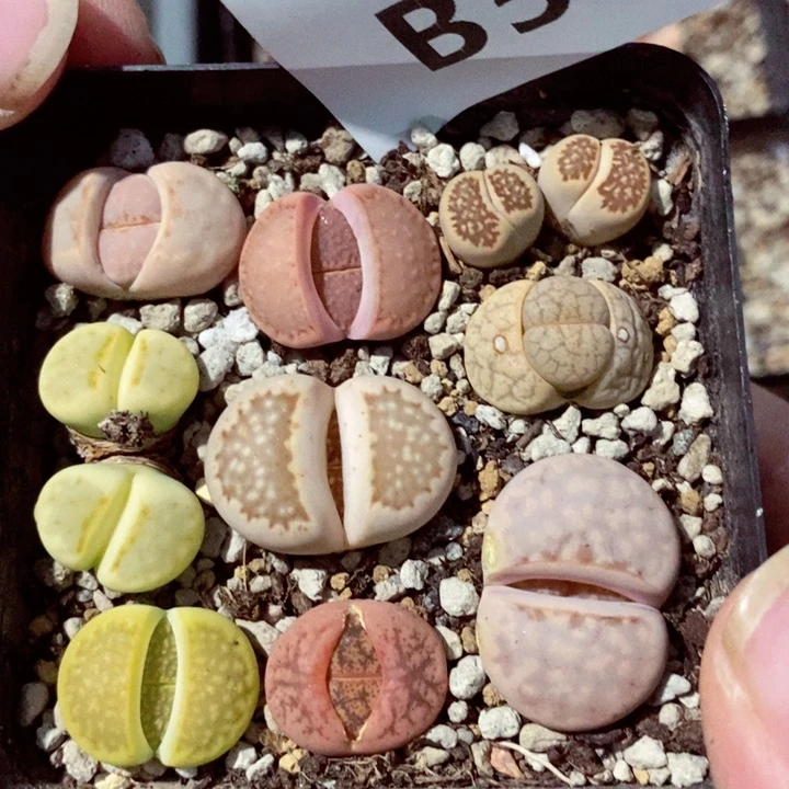 t****k我是一只小小鸟地域鬼的547