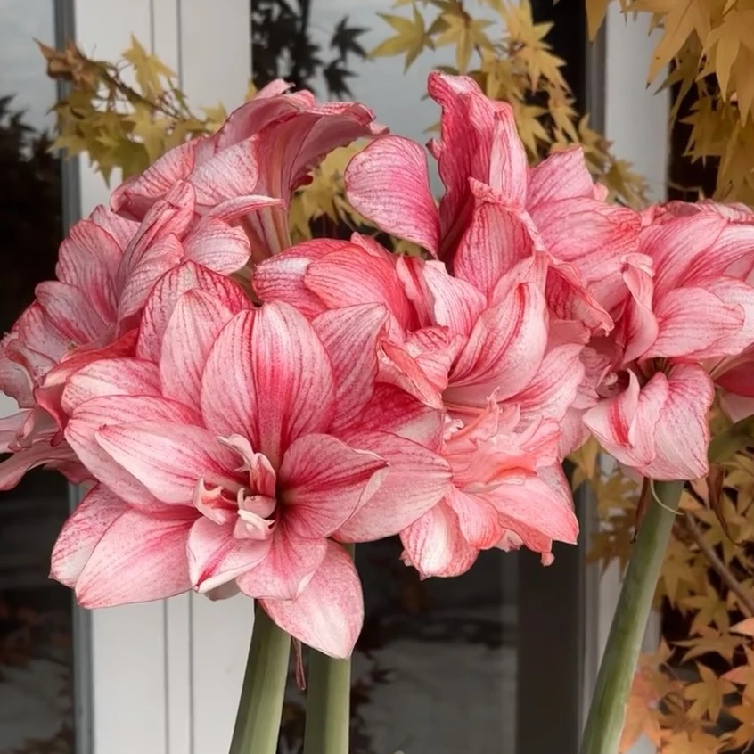 进口重瓣朱顶红《梦幻》老冯朱顶红家庭园艺盆栽花球