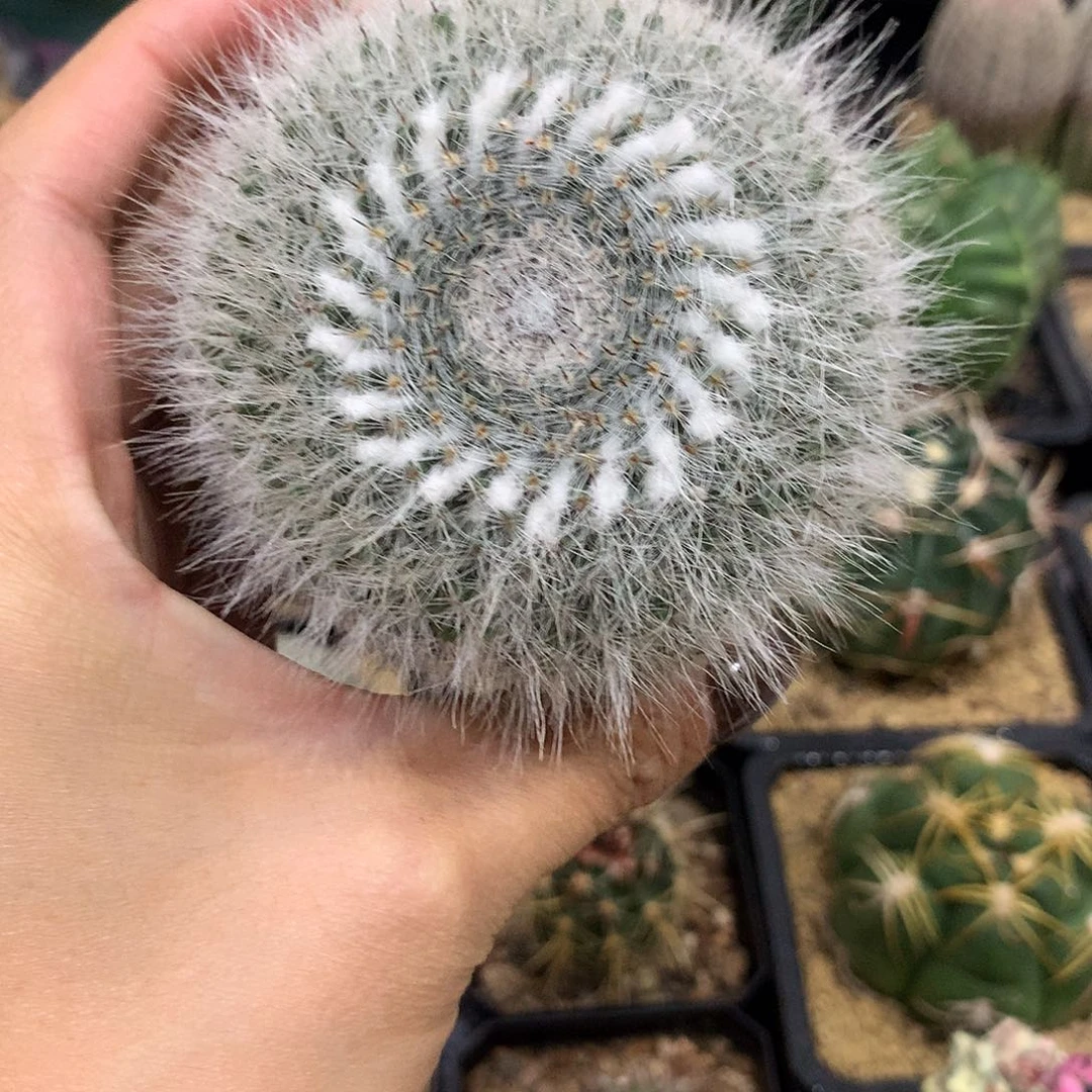 实生根长毛玉翁仙人球