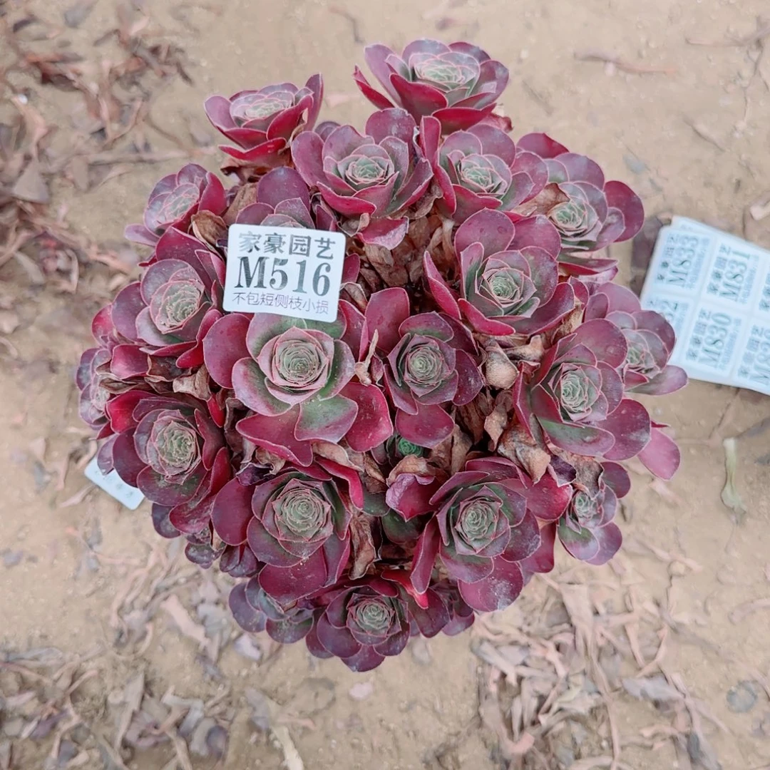 魅金玫瑰发师516冠幅25