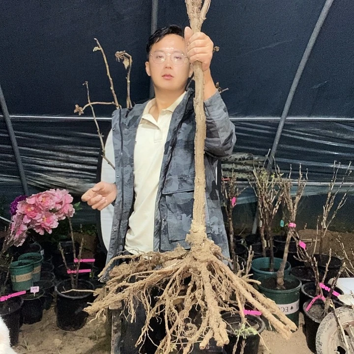 完全开放四**风皇冠