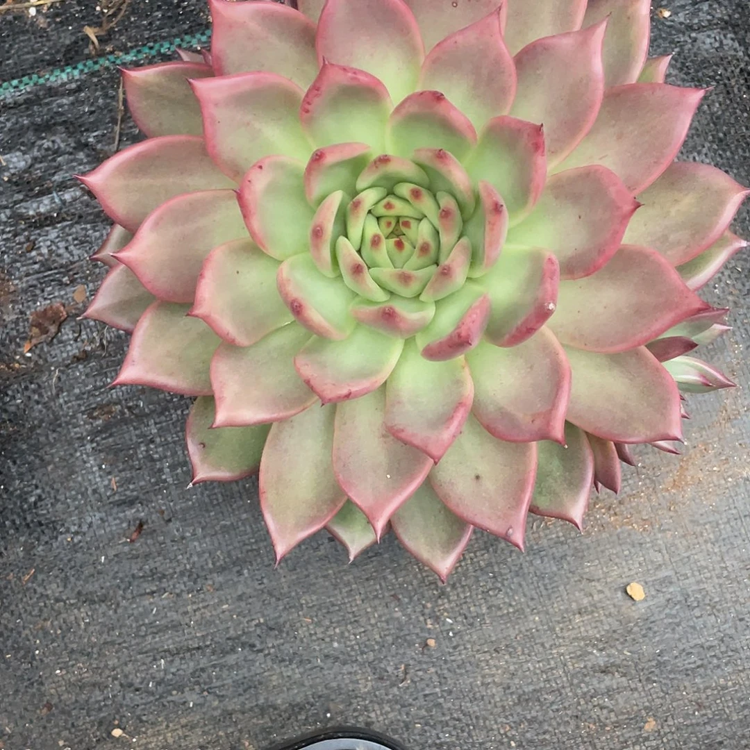 若如东云单拍F931