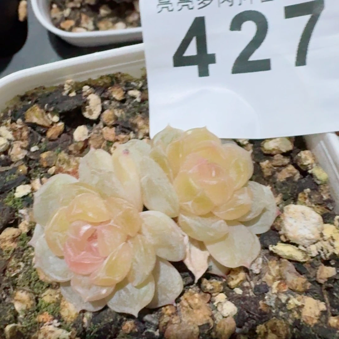 多肉植物开播福利捡漏