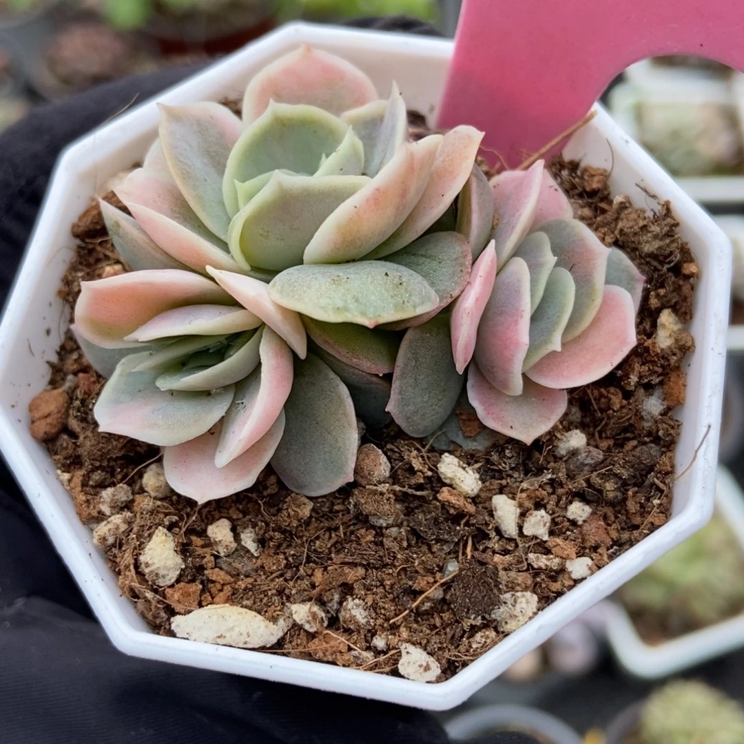 936蓝色惊喜锦多肉植物