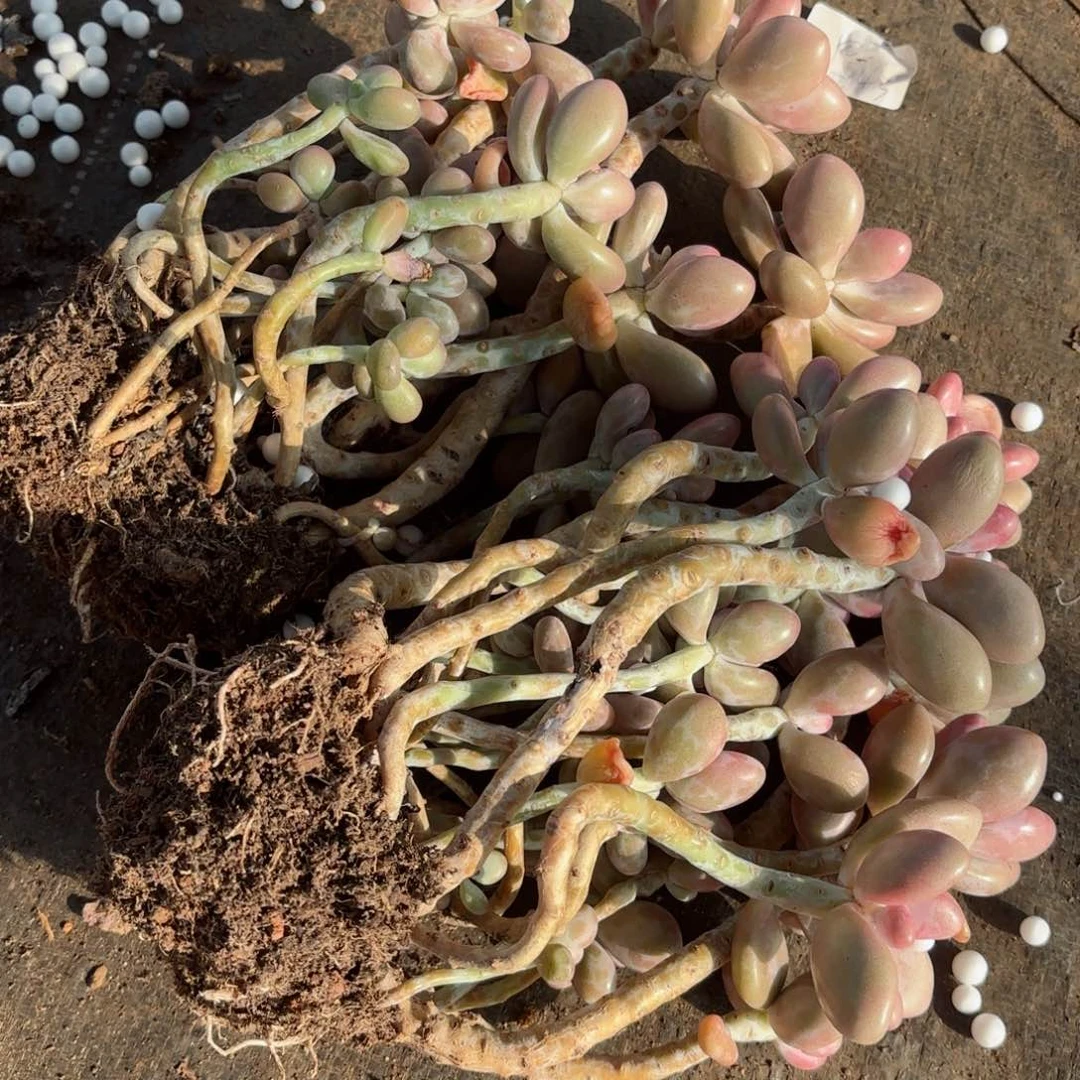 岳*英桃蛋福利不售后107。