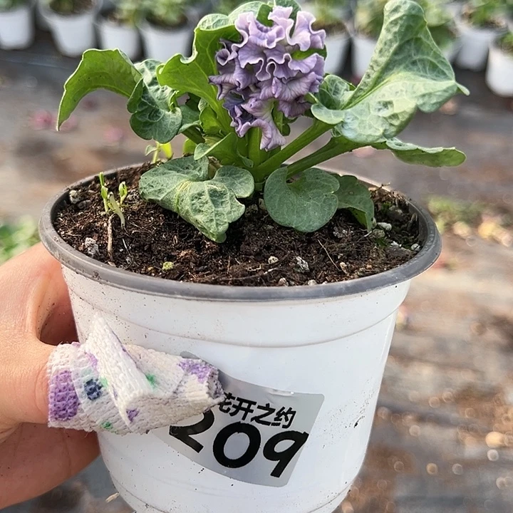 N***C当前无花朵，栽培后可花朵209号