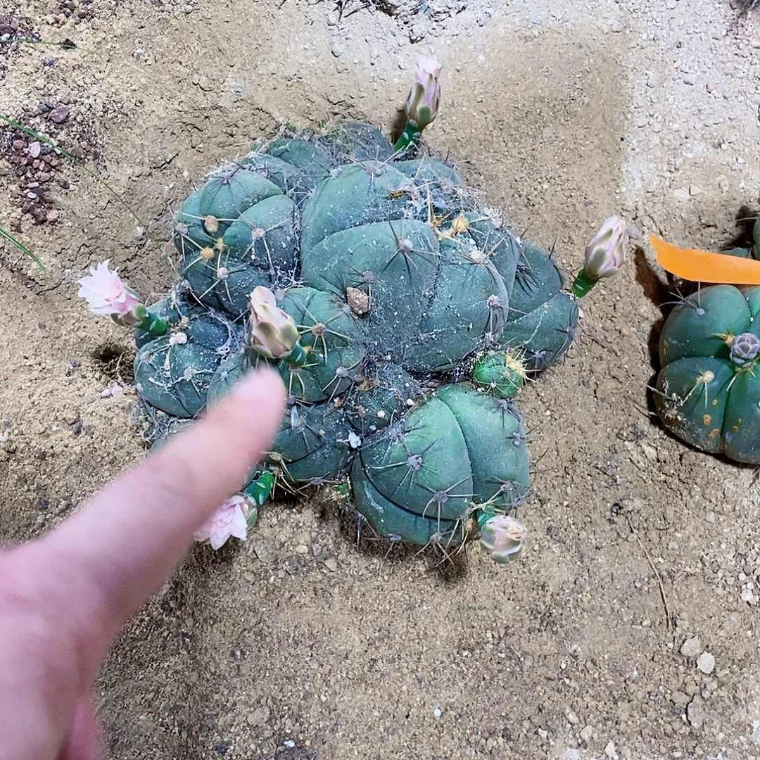 无花朵王**～0000900009000