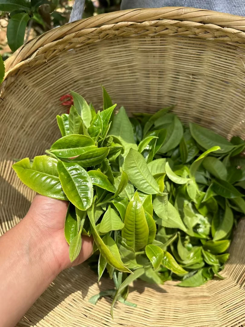 618好物节·【散茶通用链接】2024冰岛坝歪古树单株50g，无茶样不退换