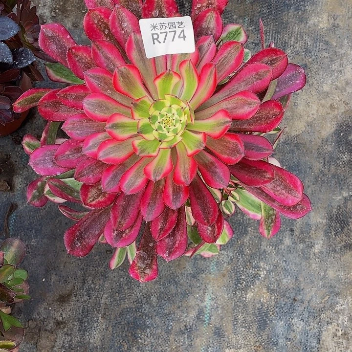 774多肉植物的生长